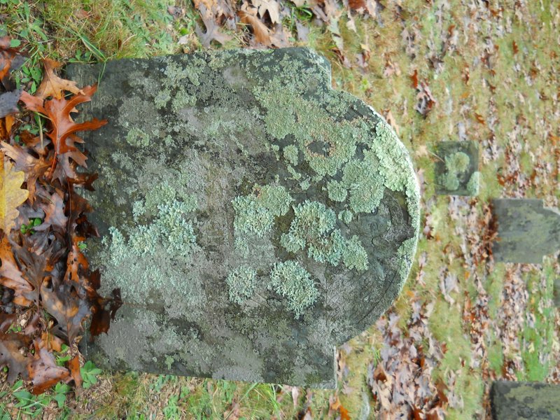 Genealogy 439.jpg