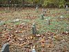 Genealogy 442.jpg