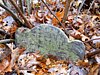 Genealogy 445.jpg
